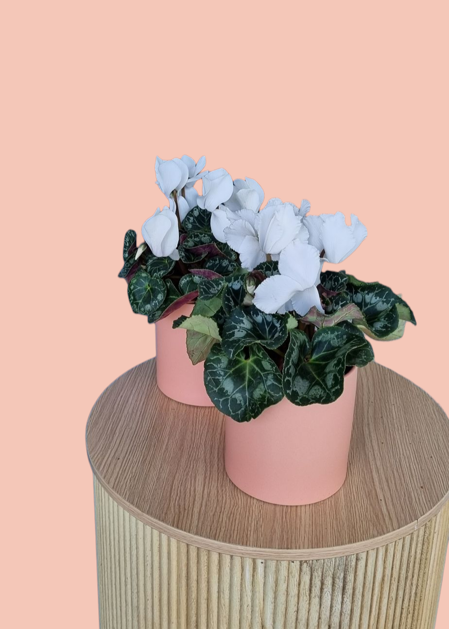 Cyclamen Plant-Hobart Florist Delivery-The Wild Bunch