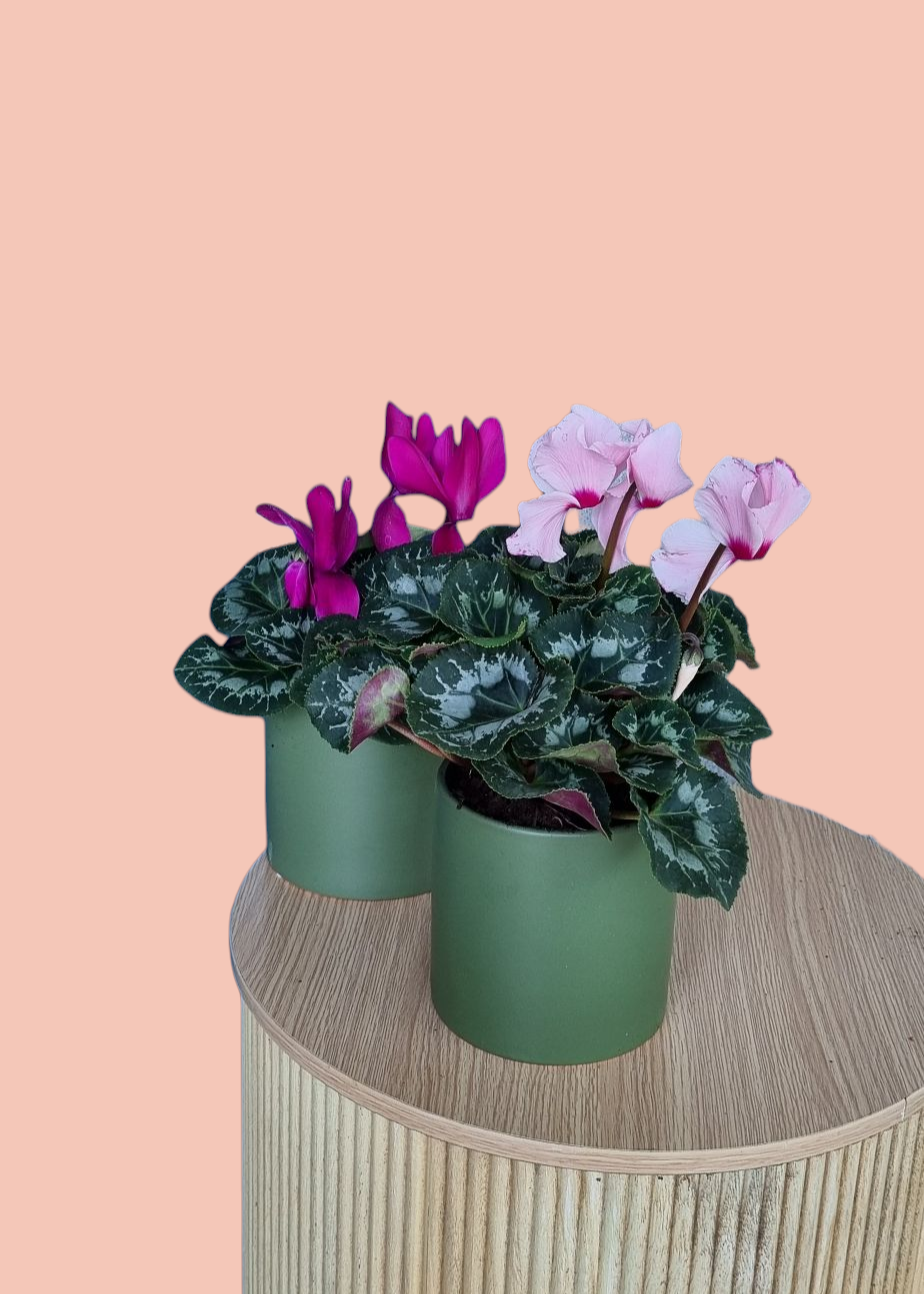 Cyclamen Plant-Hobart Florist Delivery-The Wild Bunch