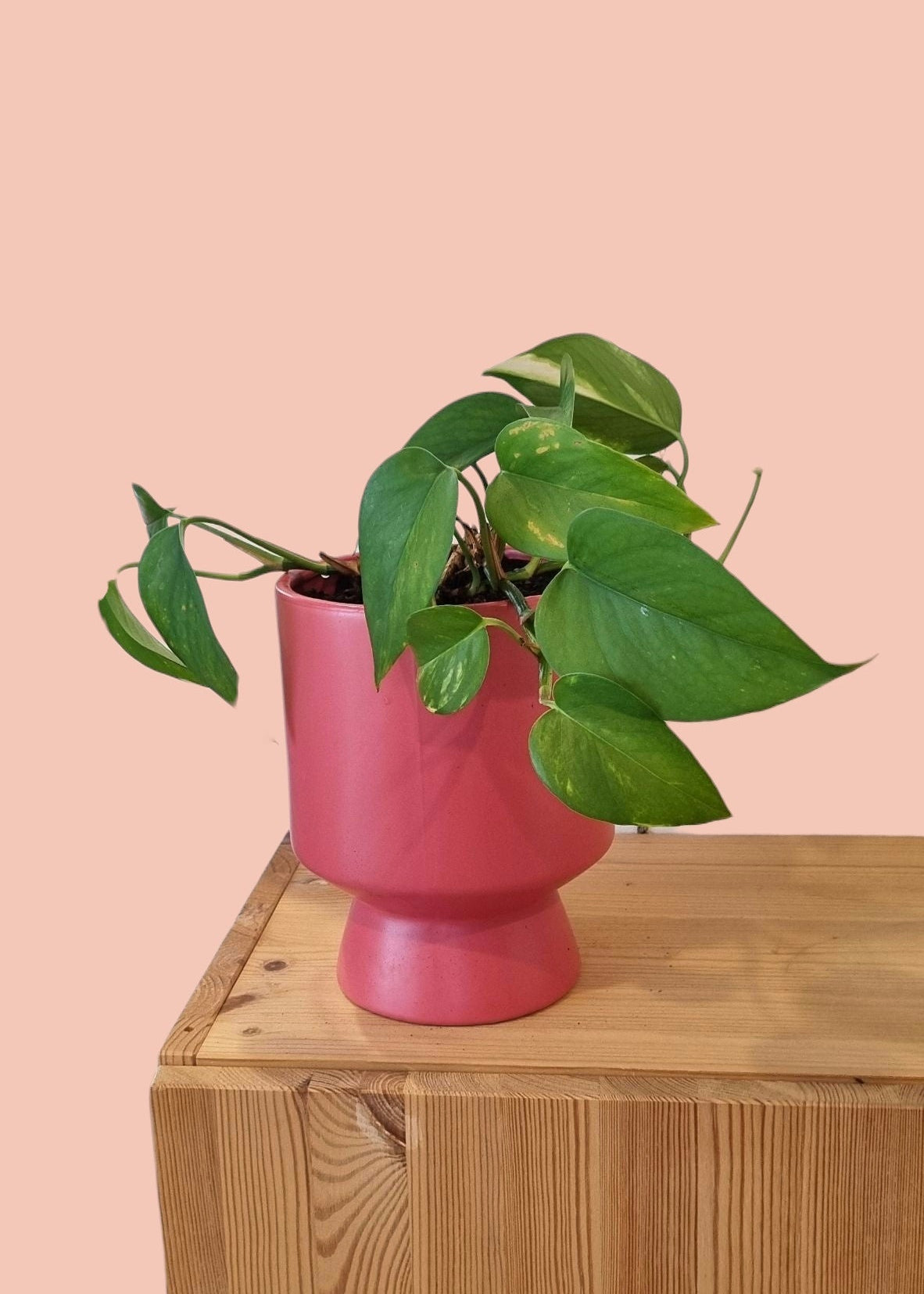 Philodendron Plant
