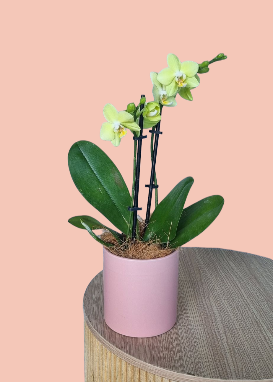 Small Green Phalaenopsis Orchid-Hobart Florist Delivery-The Wild Bunch