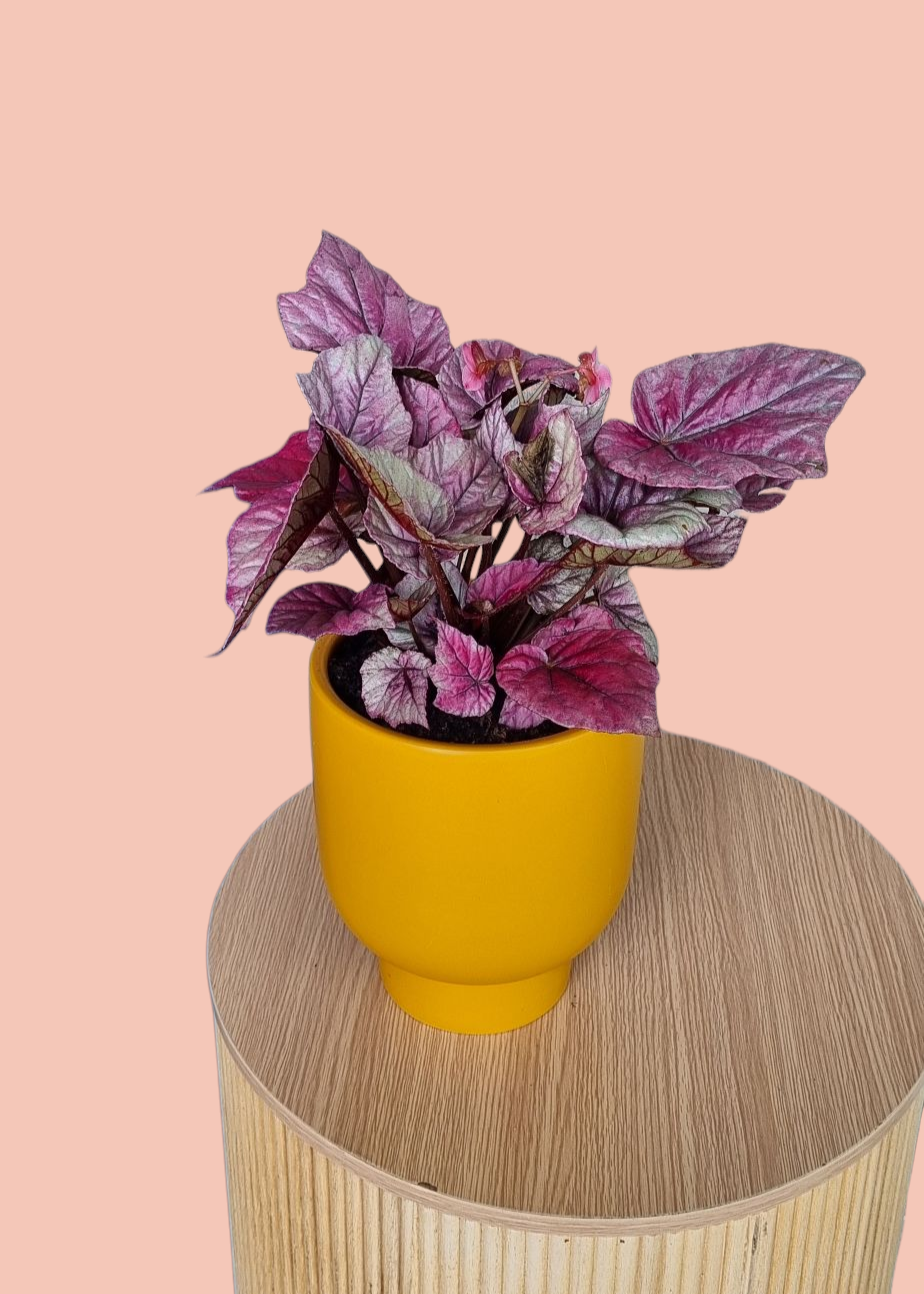 Purple Bergonia Plant-Hobart Florist Delivery-The Wild Bunch