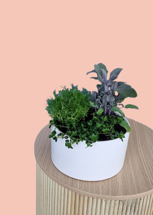 Herb Garden-Hobart Florist Delivery-The Wild Bunch