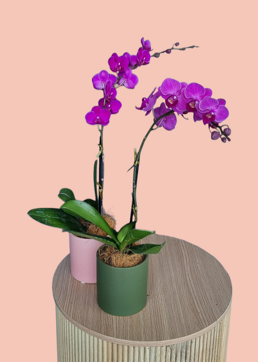 Phalaenopsis Orchid-plants-Hobart Florist Delivery-The Wild Bunch