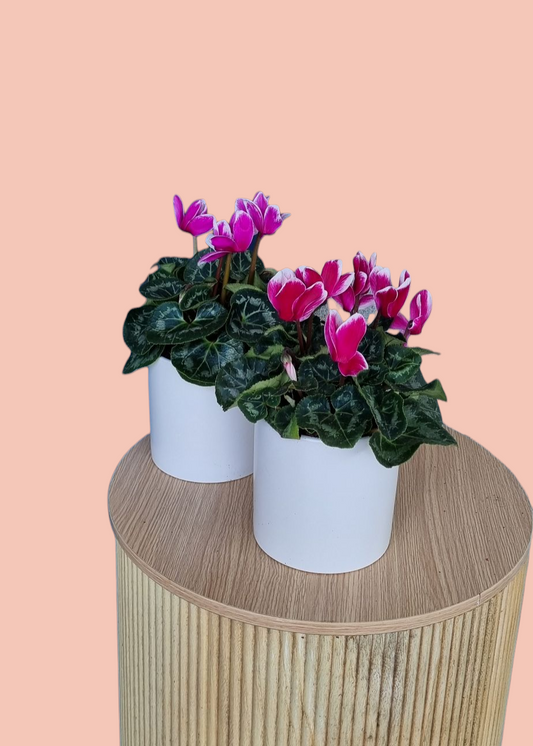Cyclamen Plant-Hobart Florist Delivery-The Wild Bunch