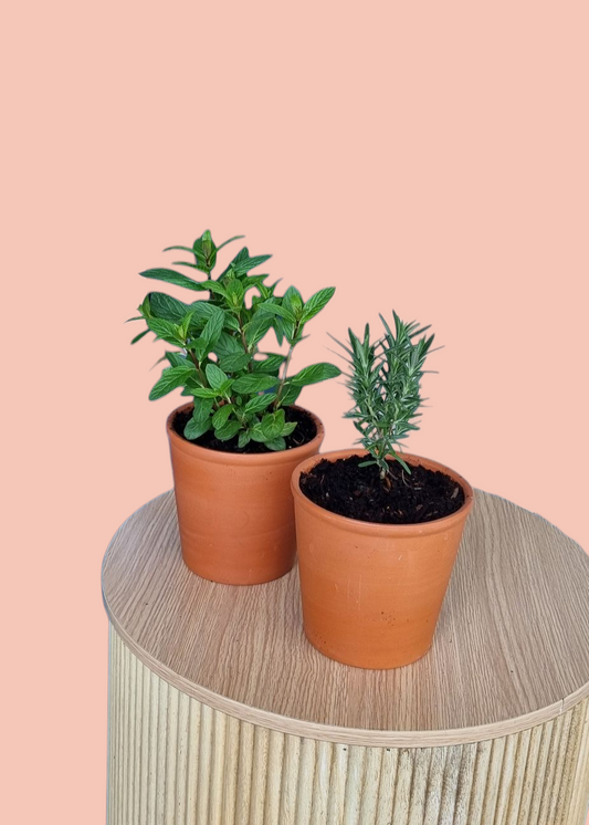 Herb Duo-Hobart Florist Delivery-The Wild Bunch