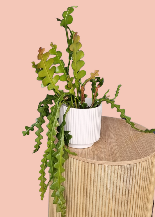Zig Zag Cactus Plant-Hobart Florist Delivery-The Wild Bunch
