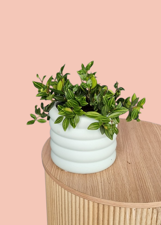 Peperomia Plant-Hobart Florist Delivery-The Wild Bunch