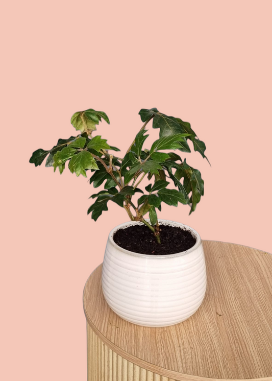 Grape Ivy Plant-Hobart Florist Delivery-The Wild Bunch