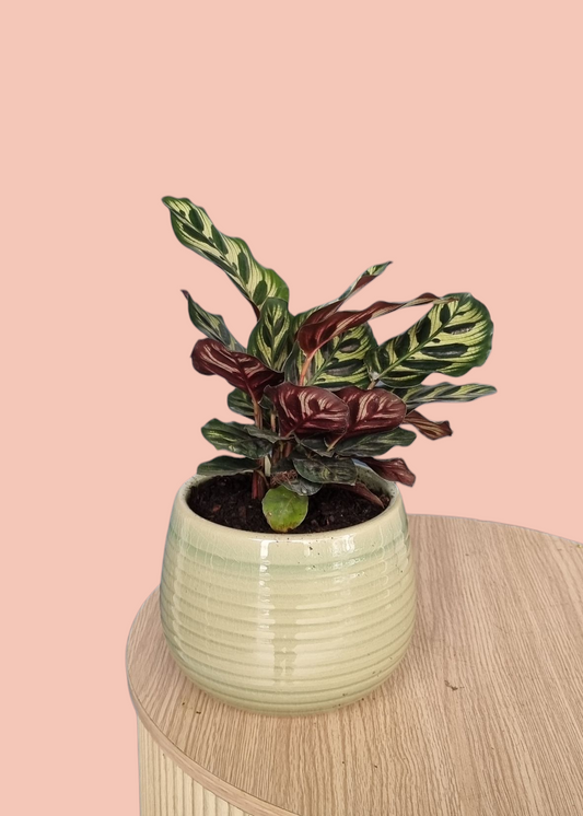Ctenanthe Plant-Hobart Florist Delivery-The Wild Bunch