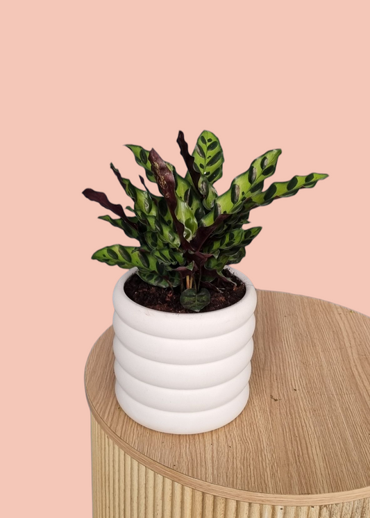 Ctenanthe Plant-Hobart Florist Delivery-The Wild Bunch