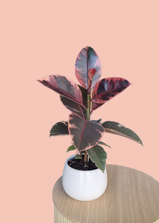 Rubber Tree Plant-Hobart Florist Delivery-The Wild Bunch