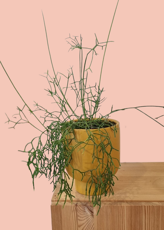 Rhipsalis Plant