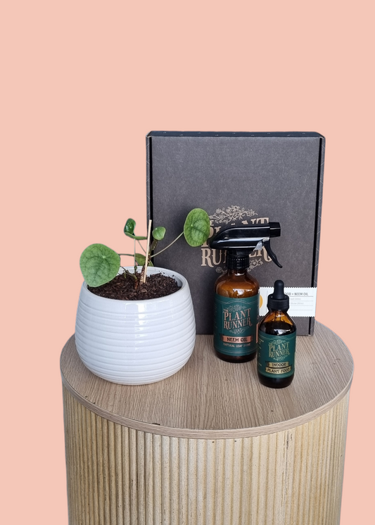 Indoor plant and plant care pack-Hobart Florist Delivery-The Wild Bunch