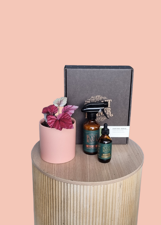 Indoor plant and plant care pack-Hobart Florist Delivery-The Wild Bunch