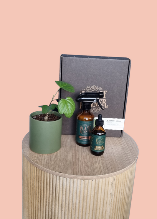 Indoor plant and plant care pack-Hobart Florist Delivery-The Wild Bunch