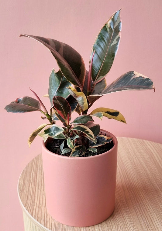 Hobart florist, plants and gifts THE WILD BUNCH HOBART FLORIST